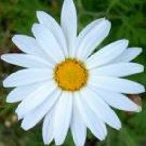 nangtientrencongco avatar