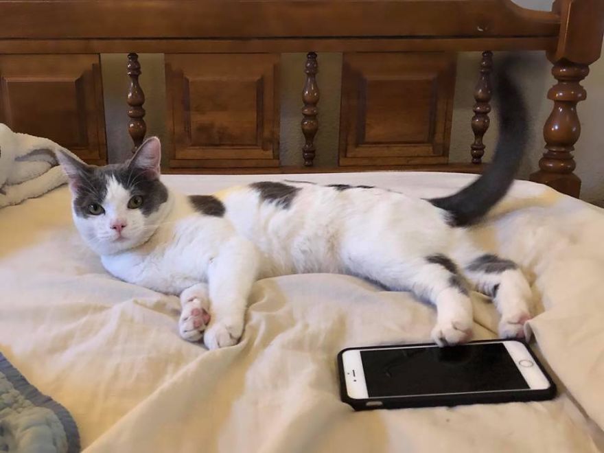 A Chance At Life: A Kitten's Story A Chance At Life: A Kitten's Story