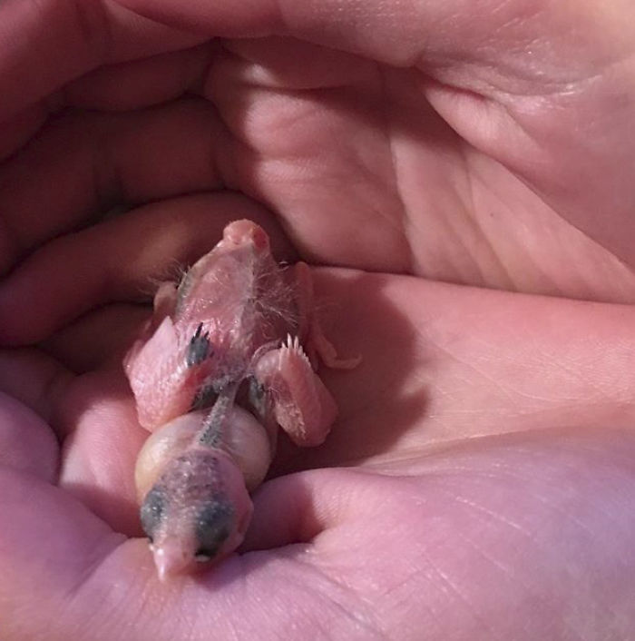 I Run A Small Animal Rescue: This Is What I See Every Day