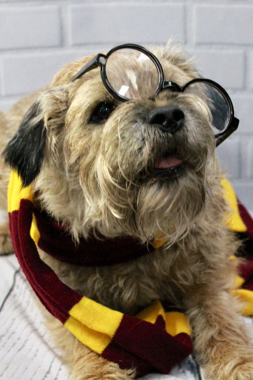 I Took Doggo School Pictures And These Are The Bloopers (So Far!)