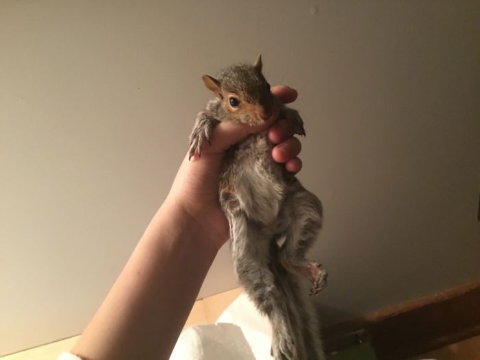 I Run A Small Animal Rescue: This Is What I See Every Day