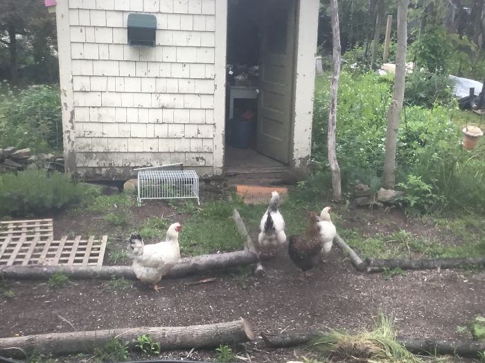 I Run A Small Animal Rescue: This Is What I See Every Day