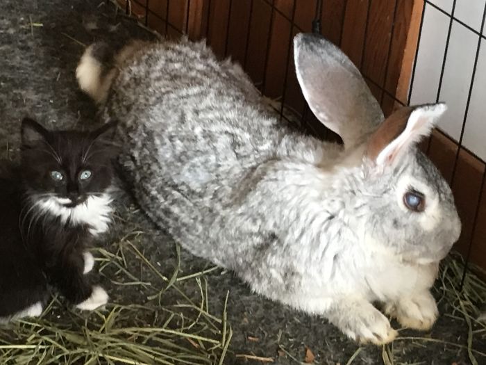 I Run A Small Animal Rescue: This Is What I See Every Day