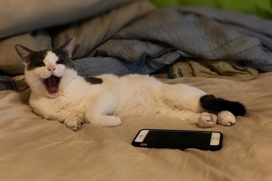 A Chance At Life: A Kitten's Story