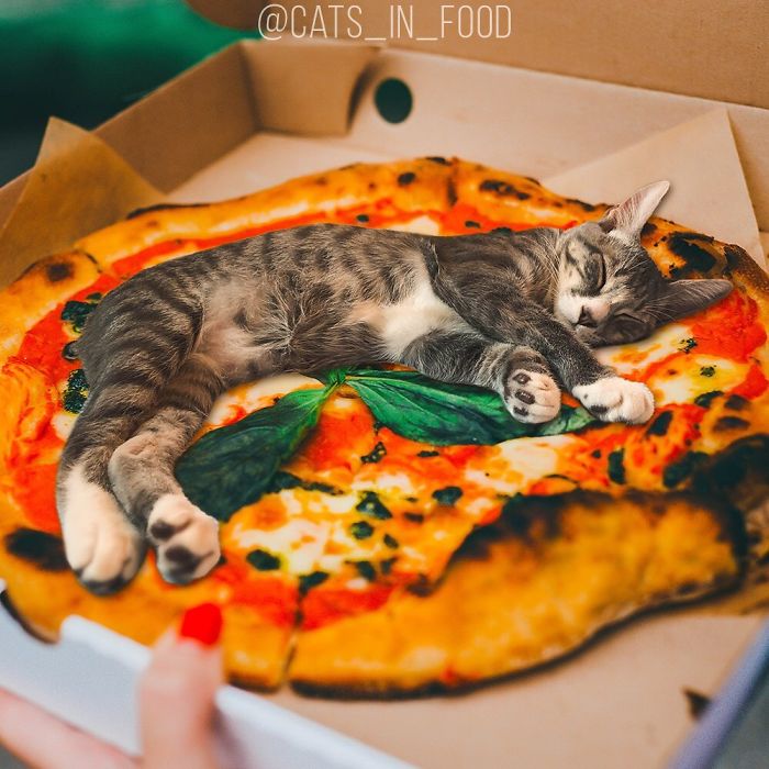 I Photoshop Cats Into Food