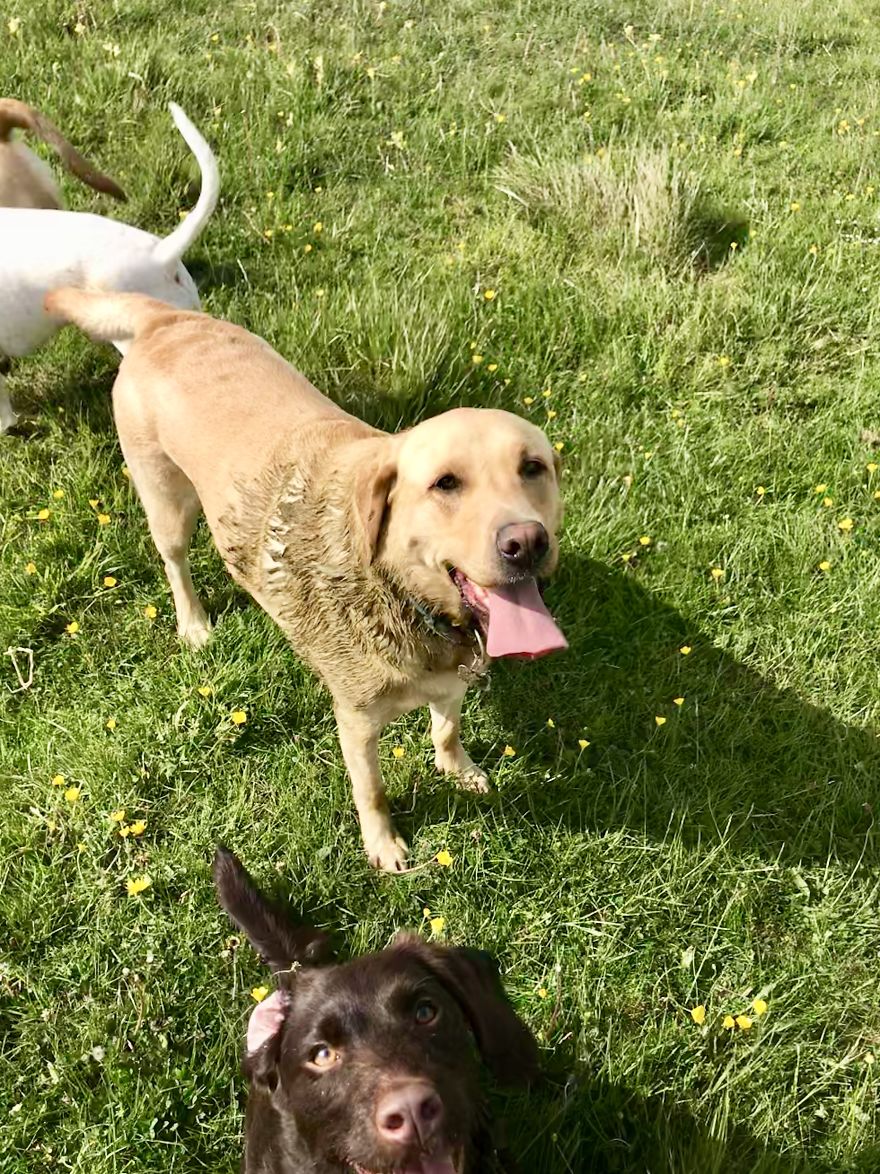 We Took Our Daycare Dogs On A School Trip We Took Our Daycare Dogs On A School Trip