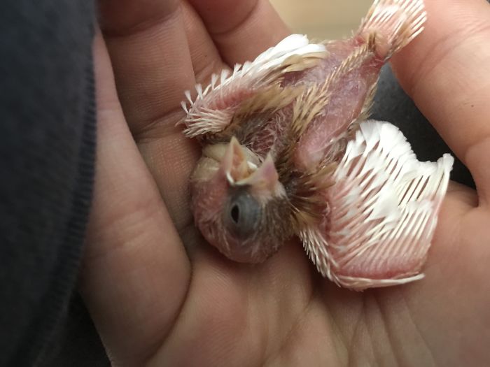 I Run A Small Animal Rescue: This Is What I See Every Day