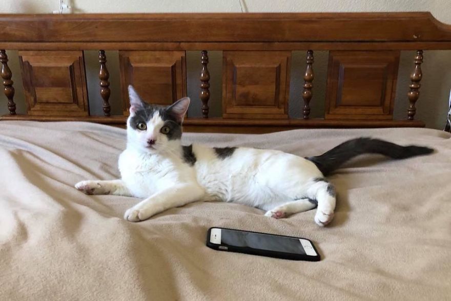 A Chance At Life: A Kitten's Story