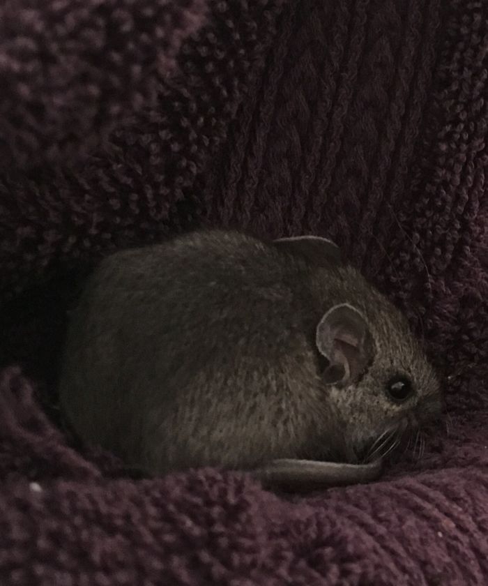 I Run A Small Animal Rescue: This Is What I See Every Day