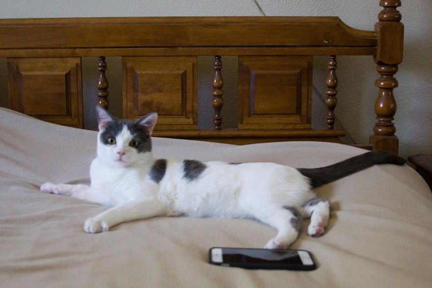 A Chance At Life: A Kitten's Story A Chance At Life: A Kitten's Story