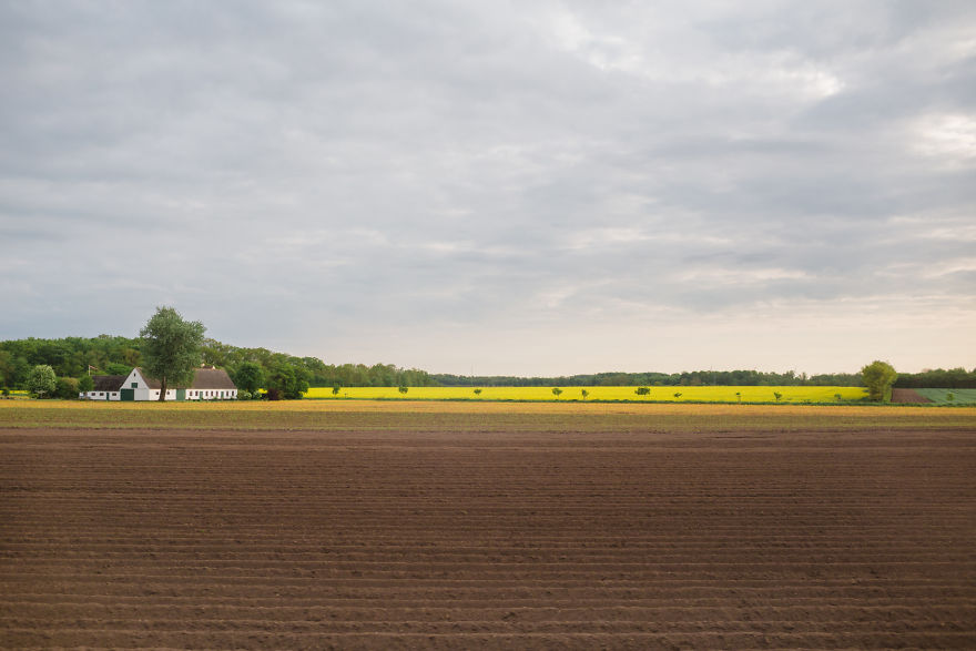 Blooming Of The Rapeseed Fields