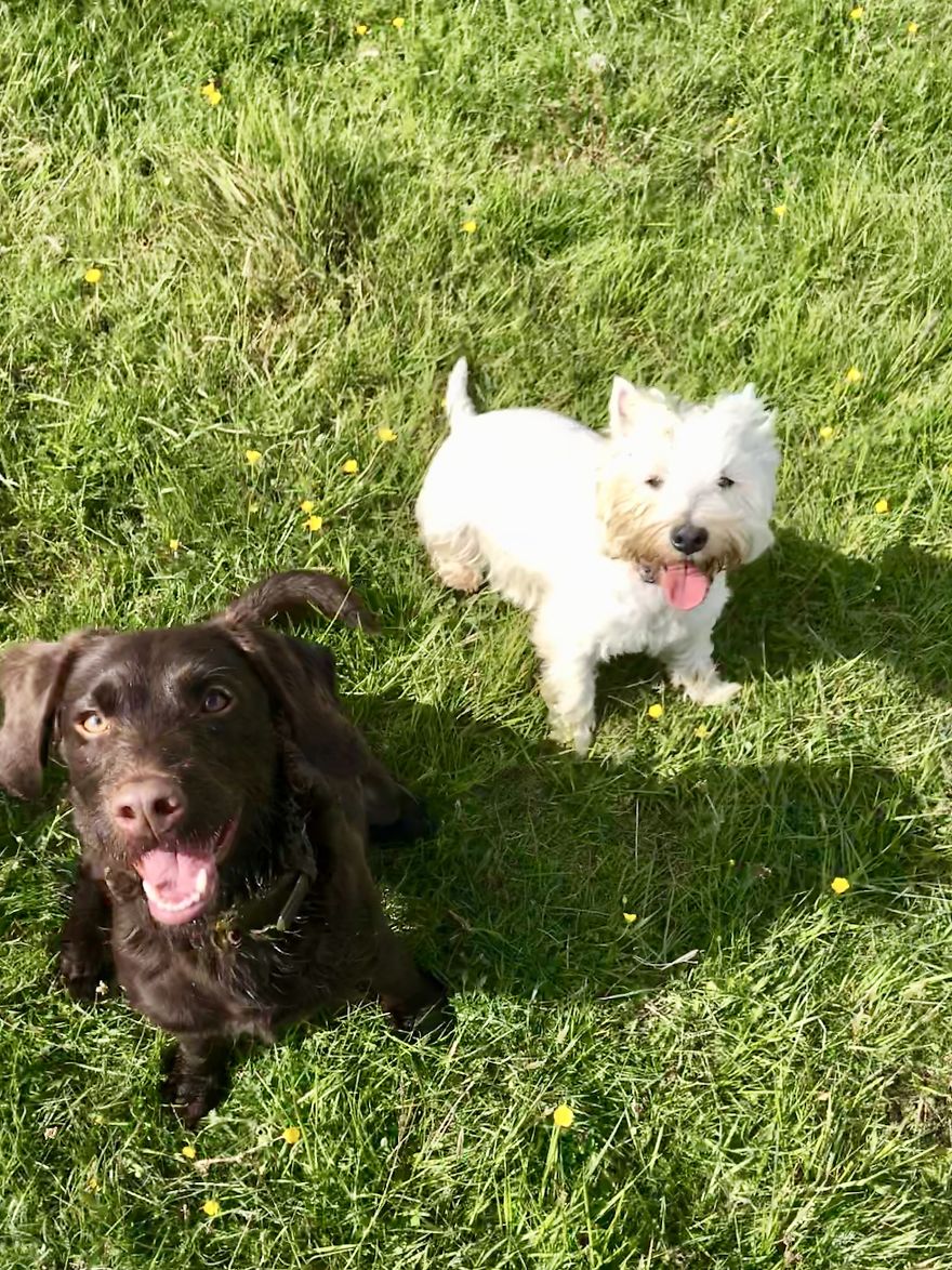 We Took Our Daycare Dogs On A School Trip We Took Our Daycare Dogs On A School Trip