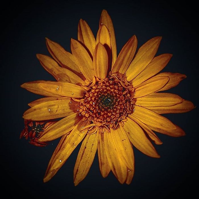 An Amateur Photographer From Kiev Creates Amazing Photos Of Plants Using A Smartphone