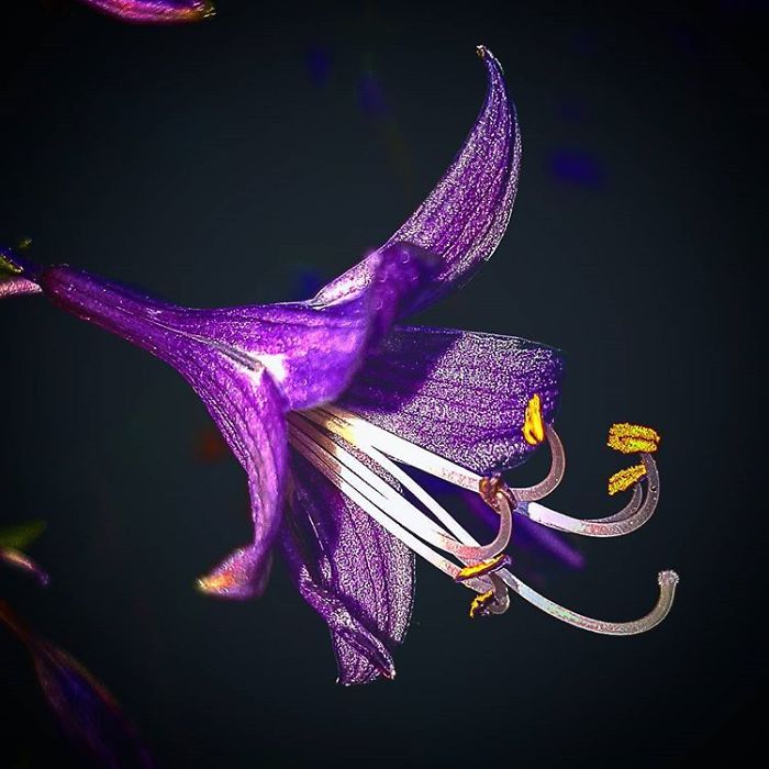 An Amateur Photographer From Kiev Creates Amazing Photos Of Plants Using A Smartphone