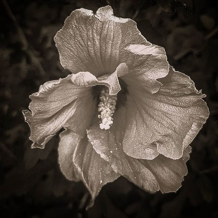 An Amateur Photographer From Kiev Creates Amazing Photos Of Plants Using A Smartphone