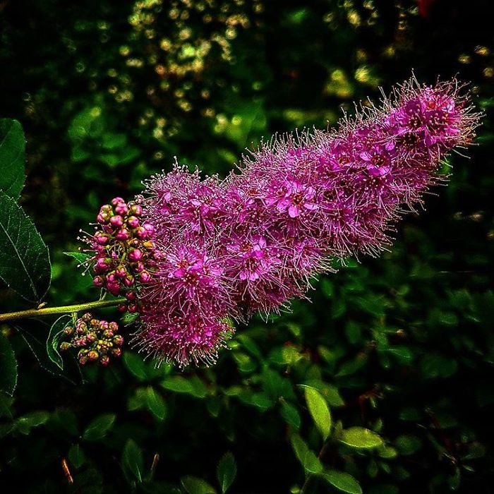 An Amateur Photographer From Kiev Creates Amazing Photos Of Plants Using A Smartphone