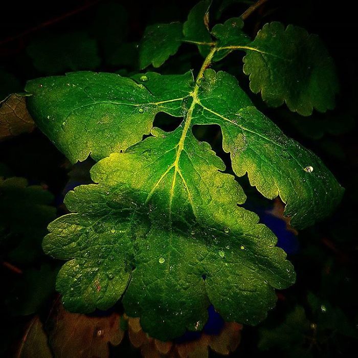 An Amateur Photographer From Kiev Creates Amazing Photos Of Plants Using A Smartphone