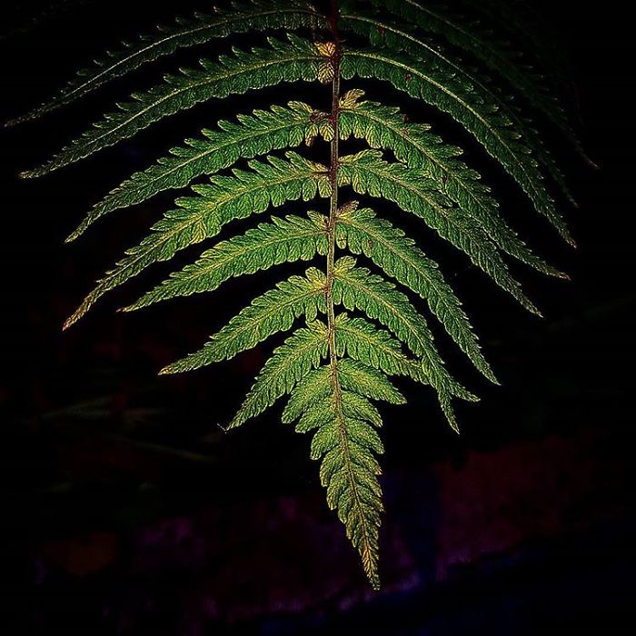 An Amateur Photographer From Kiev Creates Amazing Photos Of Plants Using A Smartphone