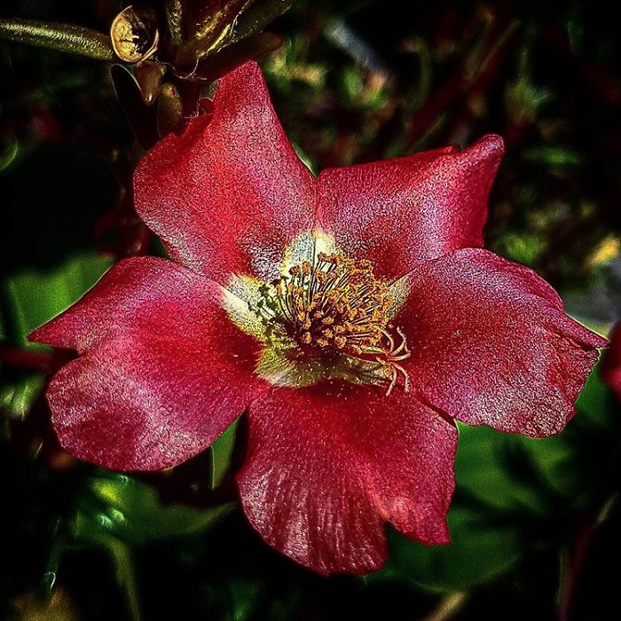 An Amateur Photographer From Kiev Creates Amazing Photos Of Plants Using A Smartphone