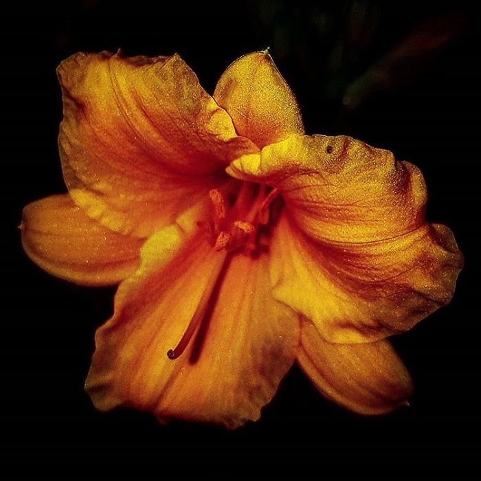 An Amateur Photographer From Kiev Creates Amazing Photos Of Plants Using A Smartphone