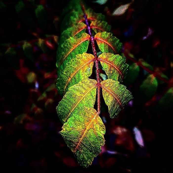An Amateur Photographer From Kiev Creates Amazing Photos Of Plants Using A Smartphone