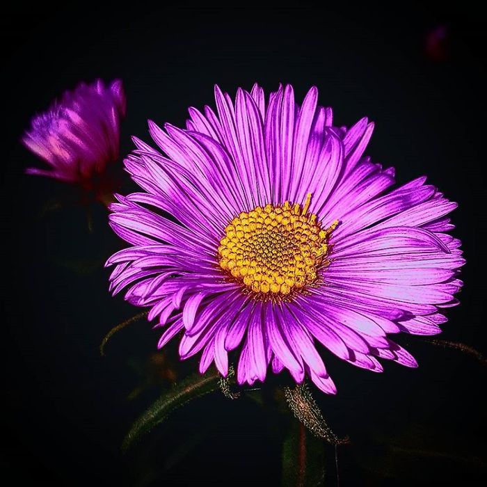 An Amateur Photographer From Kiev Creates Amazing Photos Of Plants Using A Smartphone