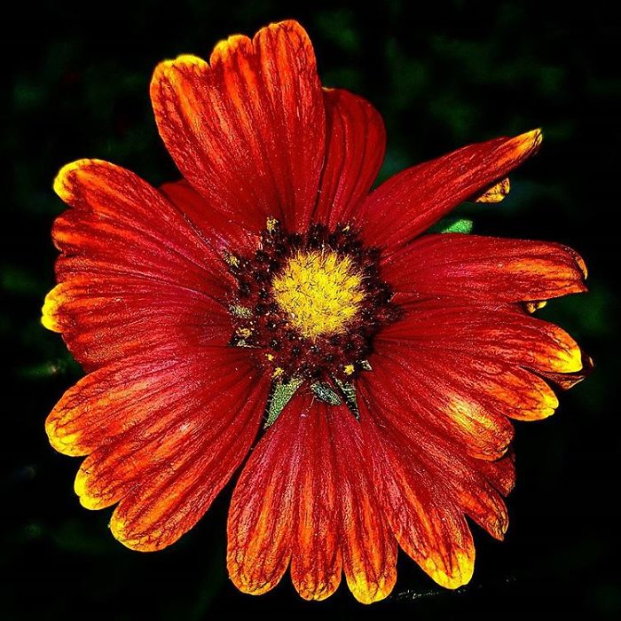 An Amateur Photographer From Kiev Creates Amazing Photos Of Plants Using A Smartphone