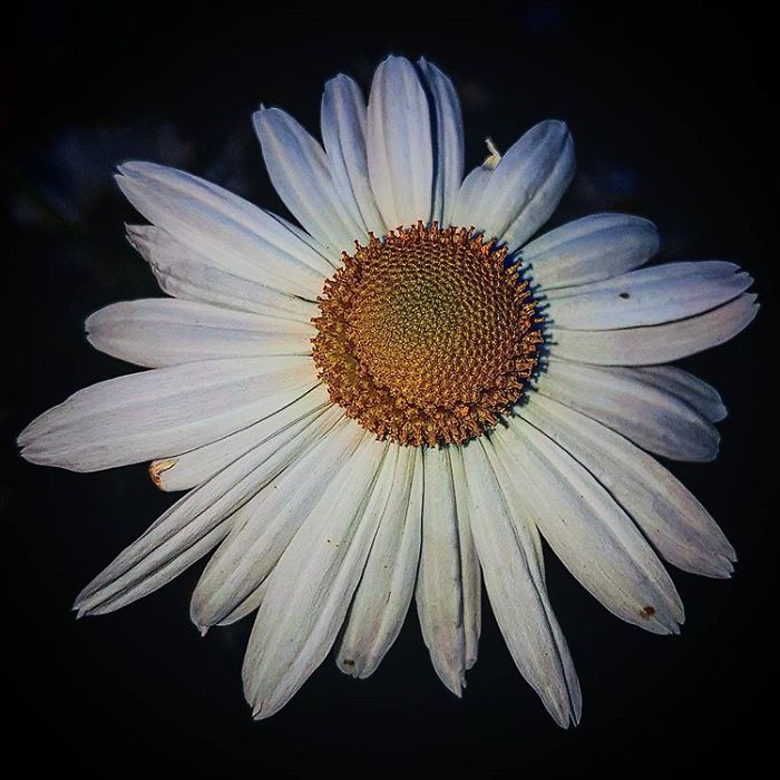 An Amateur Photographer From Kiev Creates Amazing Photos Of Plants Using A Smartphone