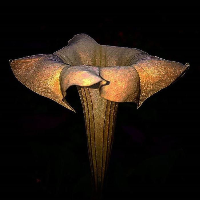 An Amateur Photographer From Kiev Creates Amazing Photos Of Plants Using A Smartphone