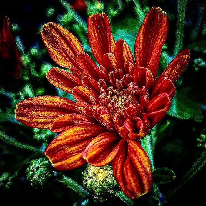 An Amateur Photographer From Kiev Creates Amazing Photos Of Plants Using A Smartphone