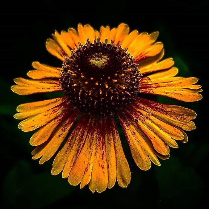 An Amateur Photographer From Kiev Creates Amazing Photos Of Plants Using A Smartphone