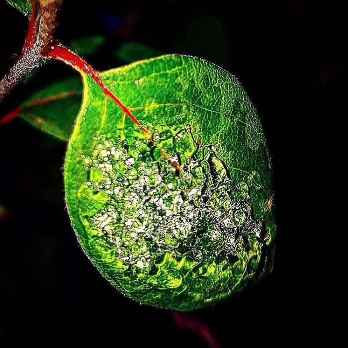 An Amateur Photographer From Kiev Creates Amazing Photos Of Plants Using A Smartphone