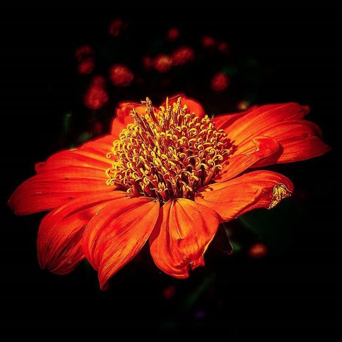 An Amateur Photographer From Kiev Creates Amazing Photos Of Plants Using A Smartphone