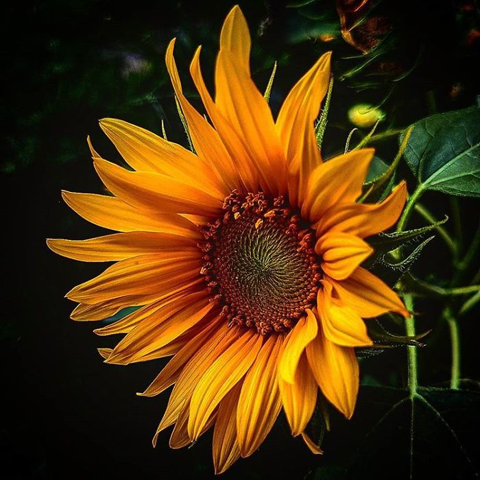 An Amateur Photographer From Kiev Creates Amazing Photos Of Plants Using A Smartphone