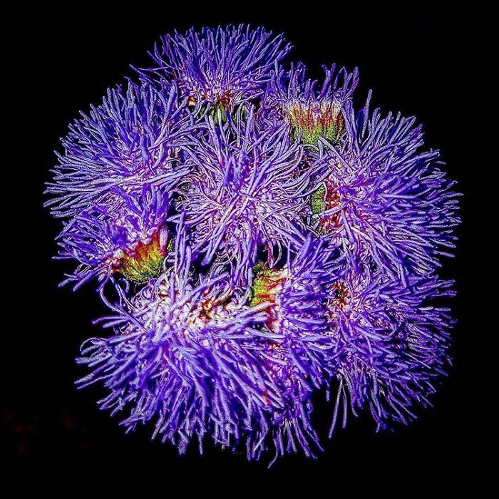 An Amateur Photographer From Kiev Creates Amazing Photos Of Plants Using A Smartphone