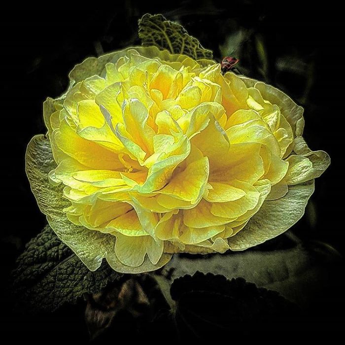 An Amateur Photographer From Kiev Creates Amazing Photos Of Plants Using A Smartphone