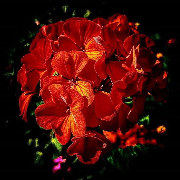 An Amateur Photographer From Kiev Creates Amazing Photos Of Plants Using A Smartphone