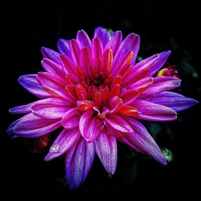 An Amateur Photographer From Kiev Creates Amazing Photos Of Plants Using A Smartphone