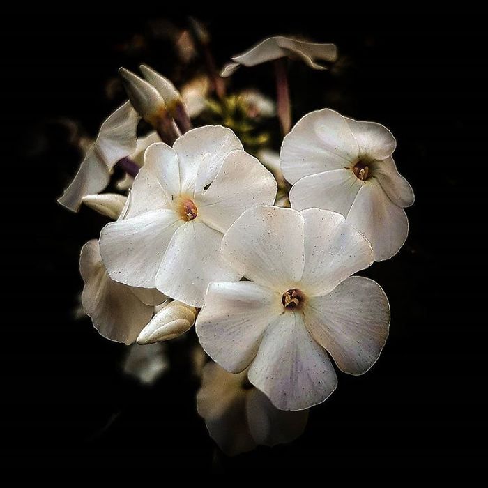 An Amateur Photographer From Kiev Creates Amazing Photos Of Plants Using A Smartphone