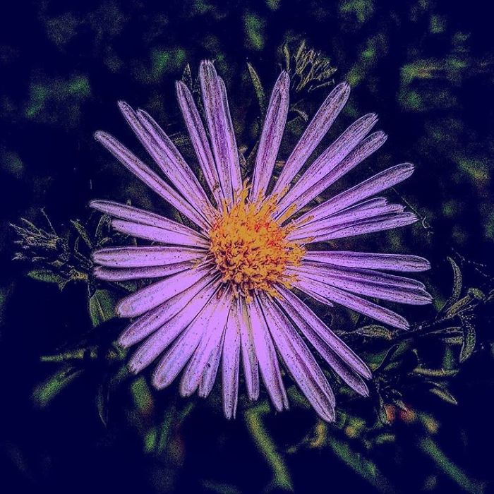 An Amateur Photographer From Kiev Creates Amazing Photos Of Plants Using A Smartphone