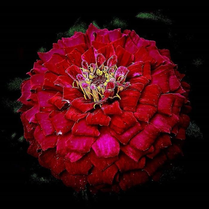 An Amateur Photographer From Kiev Creates Amazing Photos Of Plants Using A Smartphone