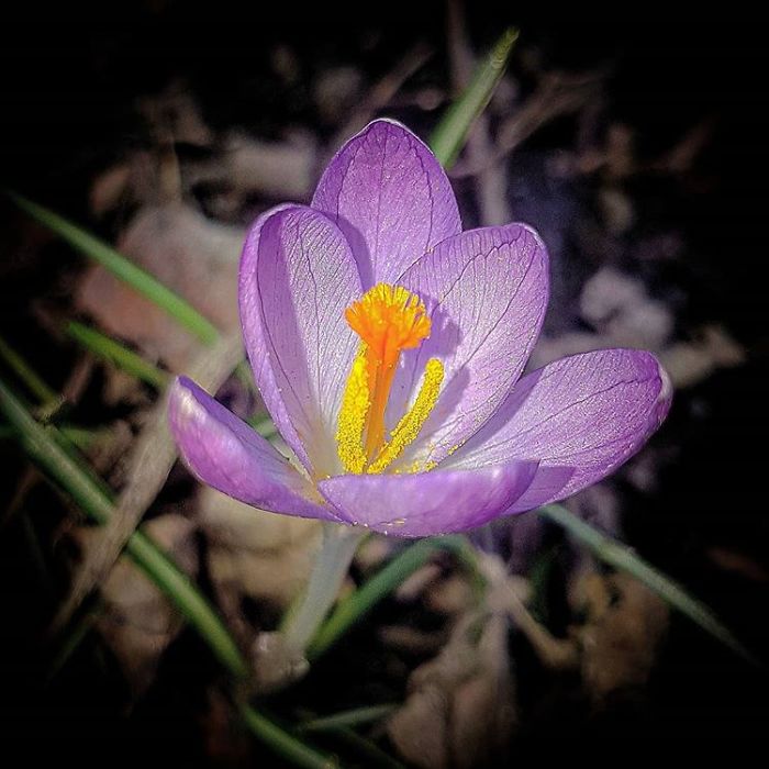 An Amateur Photographer From Kiev Creates Amazing Photos Of Plants Using A Smartphone