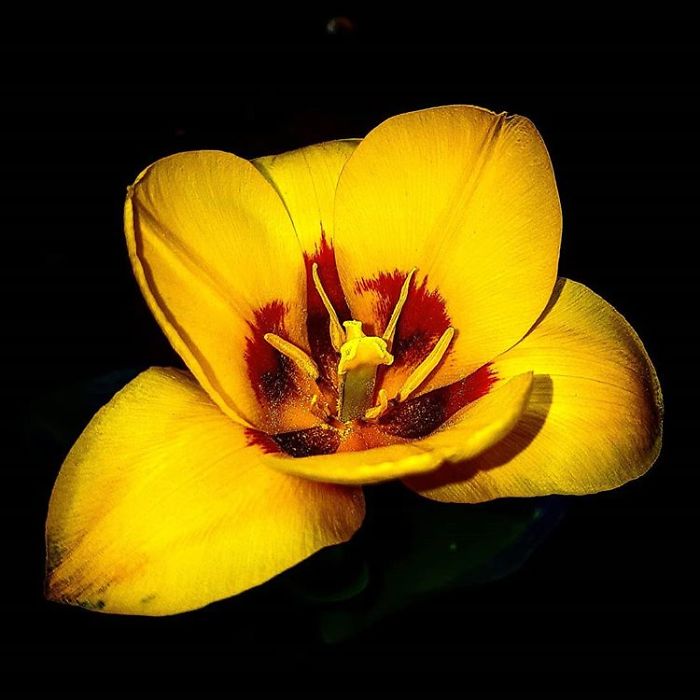 An Amateur Photographer From Kiev Creates Amazing Photos Of Plants Using A Smartphone