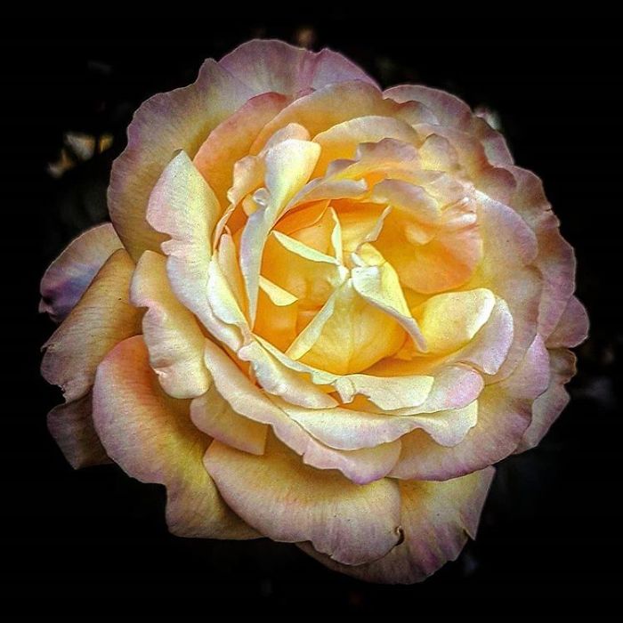 An Amateur Photographer From Kiev Creates Amazing Photos Of Plants Using A Smartphone