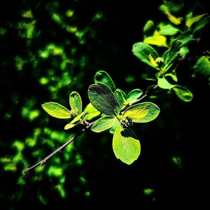 An Amateur Photographer From Kiev Creates Amazing Photos Of Plants Using A Smartphone