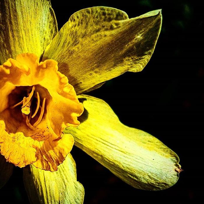 An Amateur Photographer From Kiev Creates Amazing Photos Of Plants Using A Smartphone