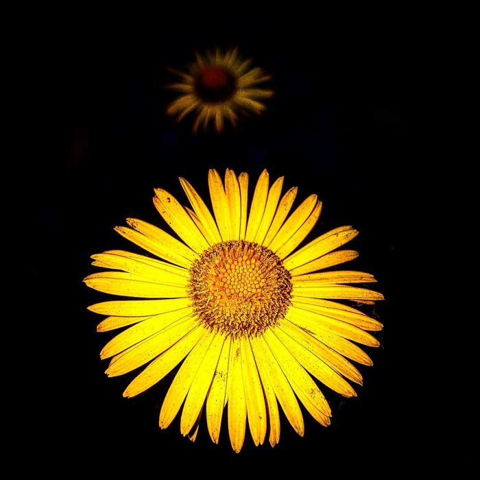An Amateur Photographer From Kiev Creates Amazing Photos Of Plants Using A Smartphone