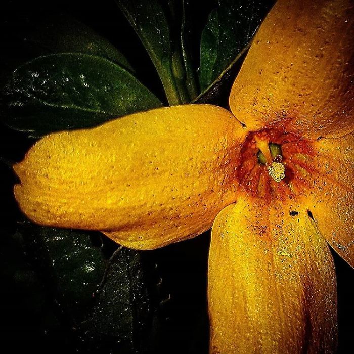 An Amateur Photographer From Kiev Creates Amazing Photos Of Plants Using A Smartphone