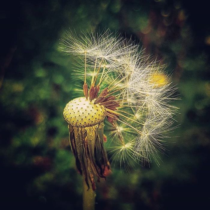 An Amateur Photographer From Kiev Creates Amazing Photos Of Plants Using A Smartphone