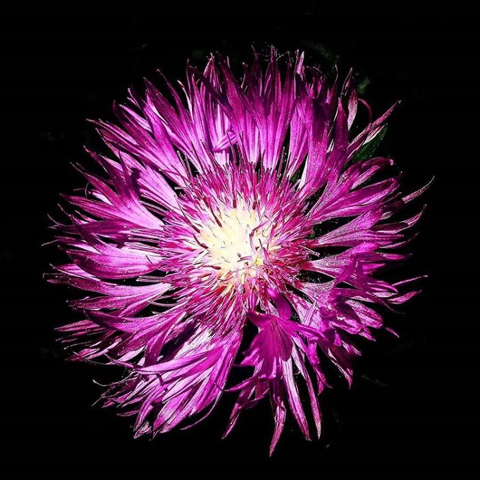 An Amateur Photographer From Kiev Creates Amazing Photos Of Plants Using A Smartphone